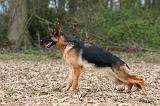 BERGER ALLEMAND 1014